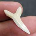 Real Great White Shark Tooth For Sale With Verified Quality