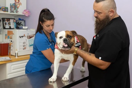 New York, Job Seekers, Animal Doctors Of South Tampa