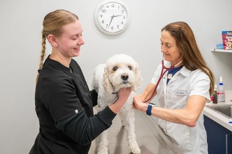 New York, Health, Southdale Pet Hospital
