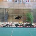BHD 18,  Fish Tank With Accessories And 2 Gold Fishes