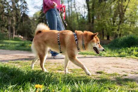 Cochin, Pet Sitting, Dog Walkers In Kochi