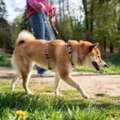 Dog Walkers In Kochi
