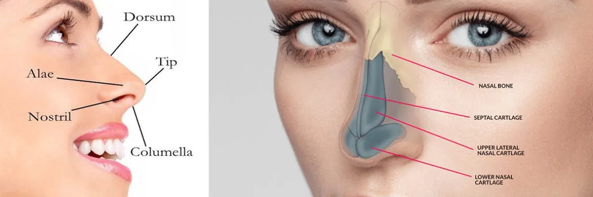 New Delhi, Health, Transform Your Facial Balance With The Best Non-Surgical Rhinoplasty Surgeon In Delhi