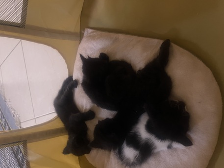 Yanbu, Pet Adoption, Adopt Female Cat And Her 04 Kittens