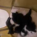 Adopt Female Cat And Her 04 Kittens