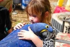 Perth, Pet Supplies, AUD 500,  We Have Beautifull Male And Female Umbrella Cockatoos For Sale