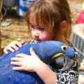 AUD 500,  We Have Beautifull Male And Female Umbrella Cockatoos For Sale