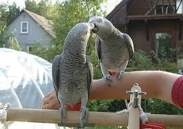 Perth, Pet Supplies, AUD 500,  We Have Beautifull Male And Female Umbrella Cockatoos For Sale