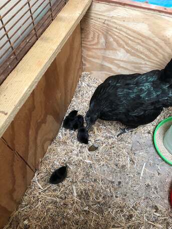 Frankfurt, Pet Supplies, EUR 300,  AYAM CEMANI &ndash; DAS WELTWEIT EINZIGARTIGSTE HÜHNCHEN ZUM VERKAUF