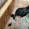 EUR 300,  AYAM CEMANI &ndash; DAS WELTWEIT EINZIGARTIGSTE HÜHNCHEN ZUM VERKAUF