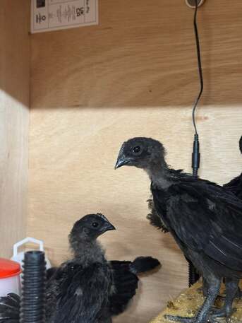 Frankfurt, Pet Supplies, EUR 300,  AYAM CEMANI &ndash; DAS WELTWEIT EINZIGARTIGSTE HÜHNCHEN ZUM VERKAUF