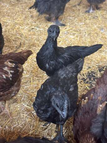 Frankfurt, Pet Supplies, EUR 300,  AYAM CEMANI &ndash; DAS WELTWEIT EINZIGARTIGSTE HÜHNCHEN ZUM VERKAUF