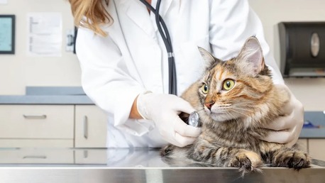 New York, Pet Sitting, Tyler Veterinary Center