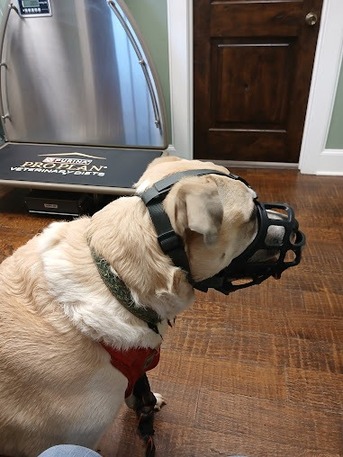 New York, Pet Sitting, Tyler Veterinary Center