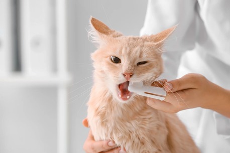 New York, Pet Sitting, Tyler Veterinary Center