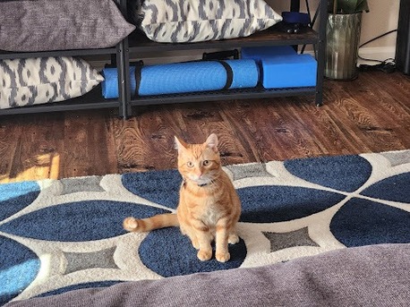 New York, Pet Sitting, Tyler Veterinary Center