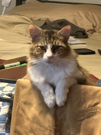 New York, Pet Sitting, Tyler Veterinary Center