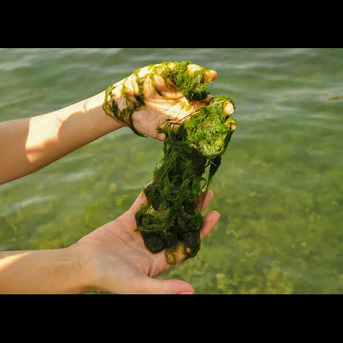 New York, Farm & Garden, USD 437,  Best Algae Killer For Ponds In 2026 &ndash; Natural Pond Algae Treatment &ndash; Biopro Solution