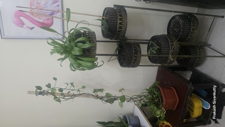 Al Seef, Farm & Garden, BHD 123,  Indoor Plants
