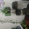 BHD 123,  Indoor Plants