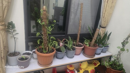 Al Seef, Farm & Garden, BHD 123,  Indoor Plants