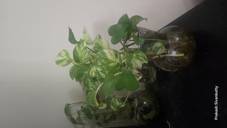 Al Seef, Farm & Garden, BHD 123,  Indoor Plants