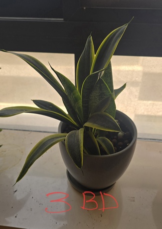 Al Seef, Farm & Garden, BHD 123,  Indoor Plants