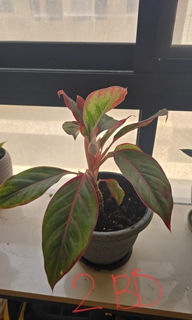 Al Seef, Farm & Garden, BHD 123,  Indoor Plants