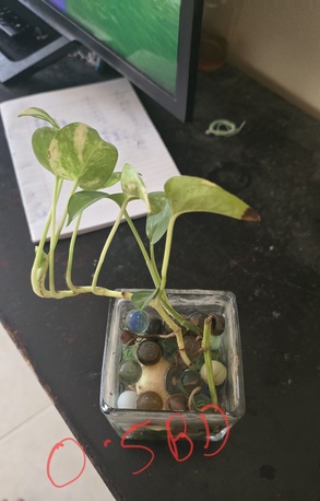 Al Seef, Farm & Garden, BHD 123,  Indoor Plants