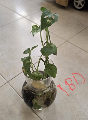 Al Seef, Farm & Garden, BHD 123,  Indoor Plants