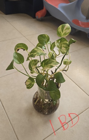 Al Seef, Farm & Garden, BHD 123,  Indoor Plants