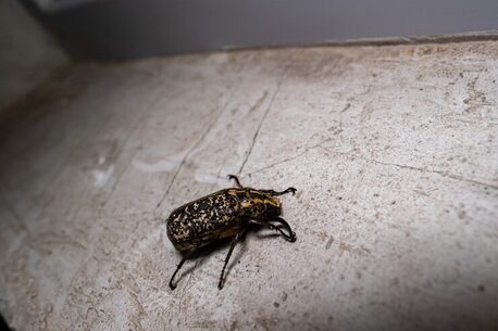 New York, Pest Control, Professional Bed Bug Treatment Irvine | Malang Pest Control