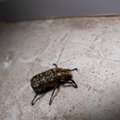 Professional Bed Bug Treatment Irvine | Malang Pest Control