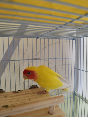 Jeddah, Pet Supplies, SAR 300,  Pair Of Beautiful Yellow Rose Love Birds For Sale &ndash; With/without Cage