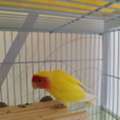 SAR 300,  Pair Of Beautiful Yellow Rose Love Birds For Sale &ndash; With/without Cage