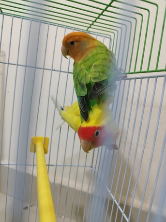 Jeddah, Pet Supplies, SAR 300,  Pair Of Beautiful Yellow Rose Love Birds For Sale &ndash; With/without Cage