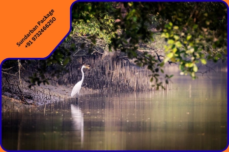 Mumbai, Travel, Book Your Sundarban Wildlife Tour In Sundarban National Park Safari Today!