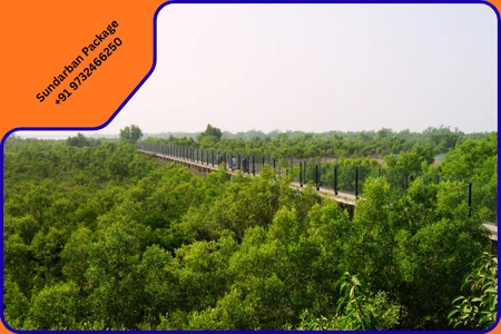 Mumbai, Travel, Book Your Sundarban Wildlife Tour In Sundarban National Park Safari Today!