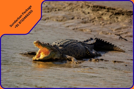 Mumbai, Travel, Book Your Sundarban Wildlife Tour In Sundarban National Park Safari Today!