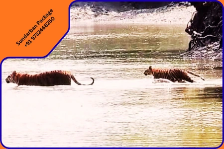 Mumbai, Travel, Book Your Sundarban Wildlife Tour In Sundarban National Park Safari Today!