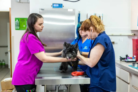 New York, Job Seekers, Animal Medical Clinic Of Spring Hill