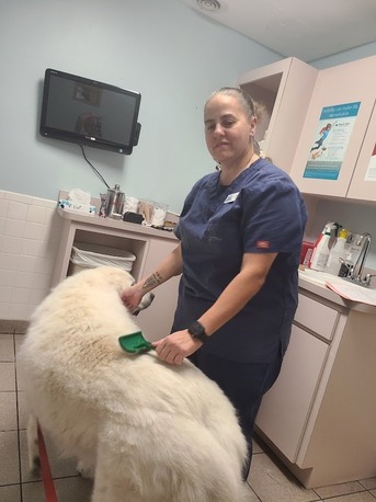 New York, Job Seekers, Animal Medical Clinic Of Spring Hill