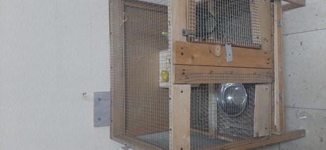 Riyadh, Farm & Garden, SAR 130,  For Sale 2pcs Loves Birds With Cage