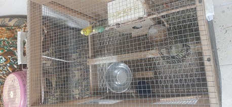 Riyadh, Farm & Garden, SAR 130,  For Sale 2pcs Loves Birds With Cage