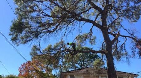 Sydney, Farm/Garden, Tree Pruning Sydney | Ben