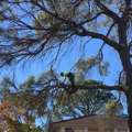 Tree Pruning Sydney | Ben's Tree And Garden Services
