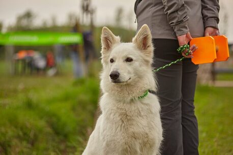 Cochin, Pet Sitting, Dog Training Service In Kochi