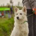 Dog Training Service In Kochi