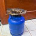 SAR 70,  Portable Camping Stove