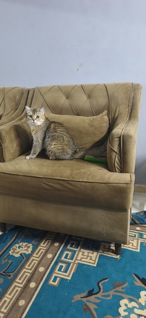Khobar, Pet Supplies, SAR 1,  British Short Cat Avaible